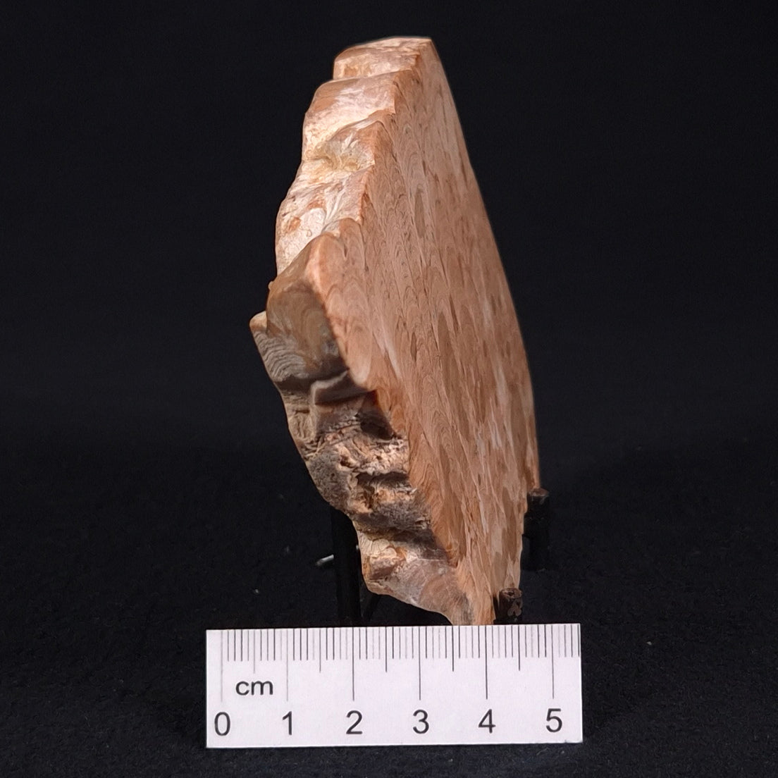 STROMATOPOROID, Devonian, Australia ZSB014