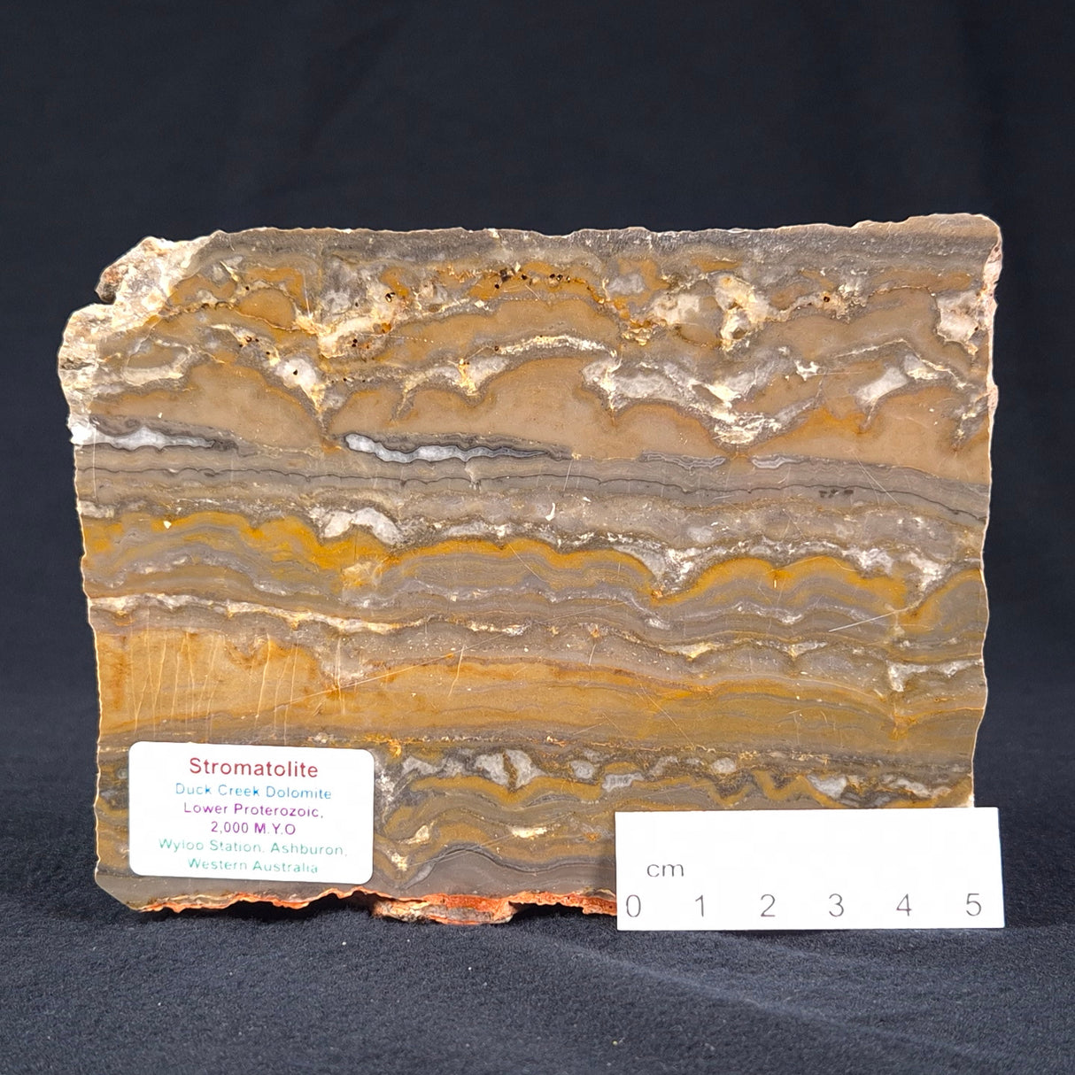 STROMATOLITE, Duck Creek, Lower Proterozoic, Australia ZDC001