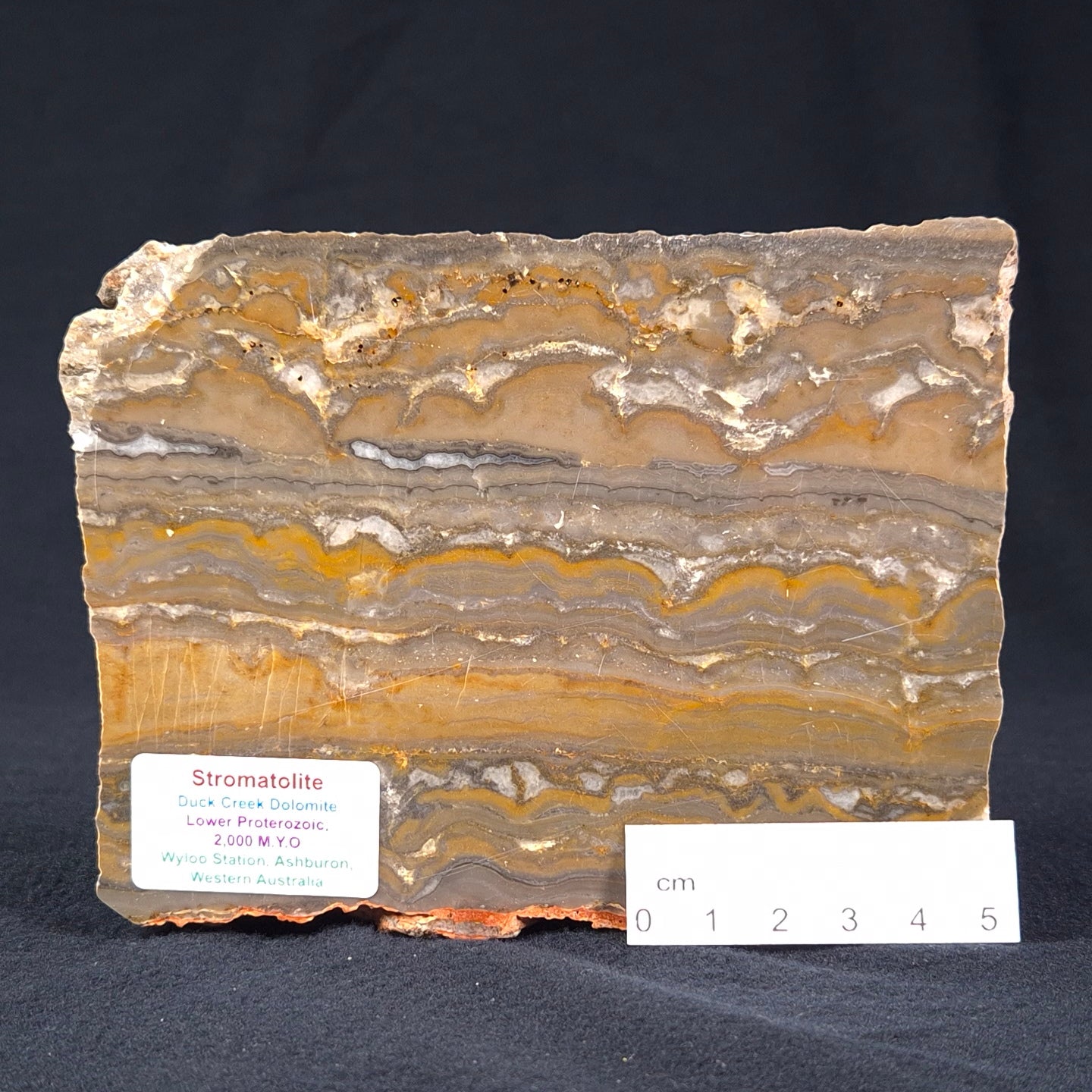 STROMATOLITE, Duck Creek, Lower Proterozoic, Australia ZDC001