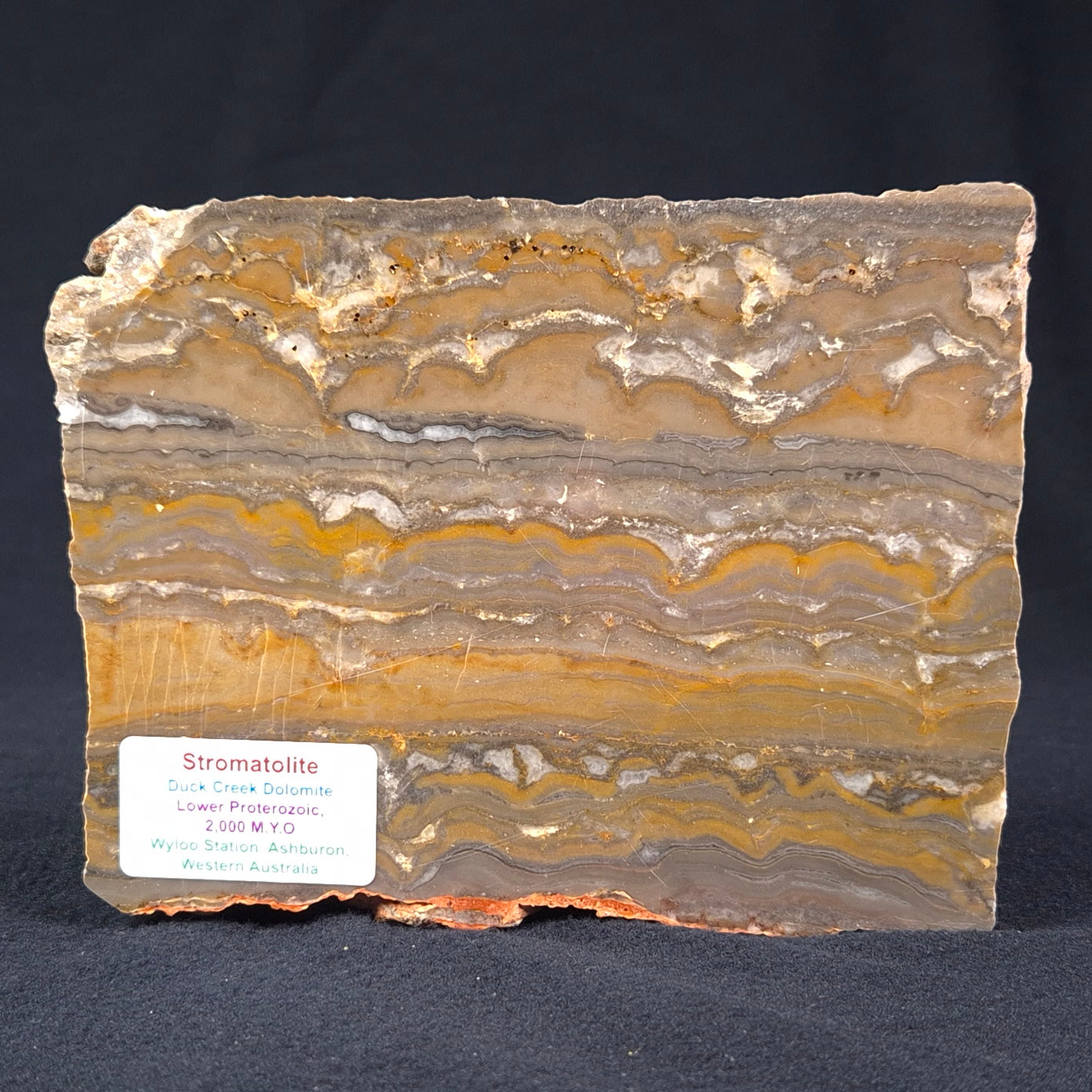 STROMATOLITE, Duck Creek, Lower Proterozoic, Australia ZDC001
