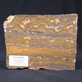 STROMATOLITE, Duck Creek, Lower Proterozoic, Australia ZDC001