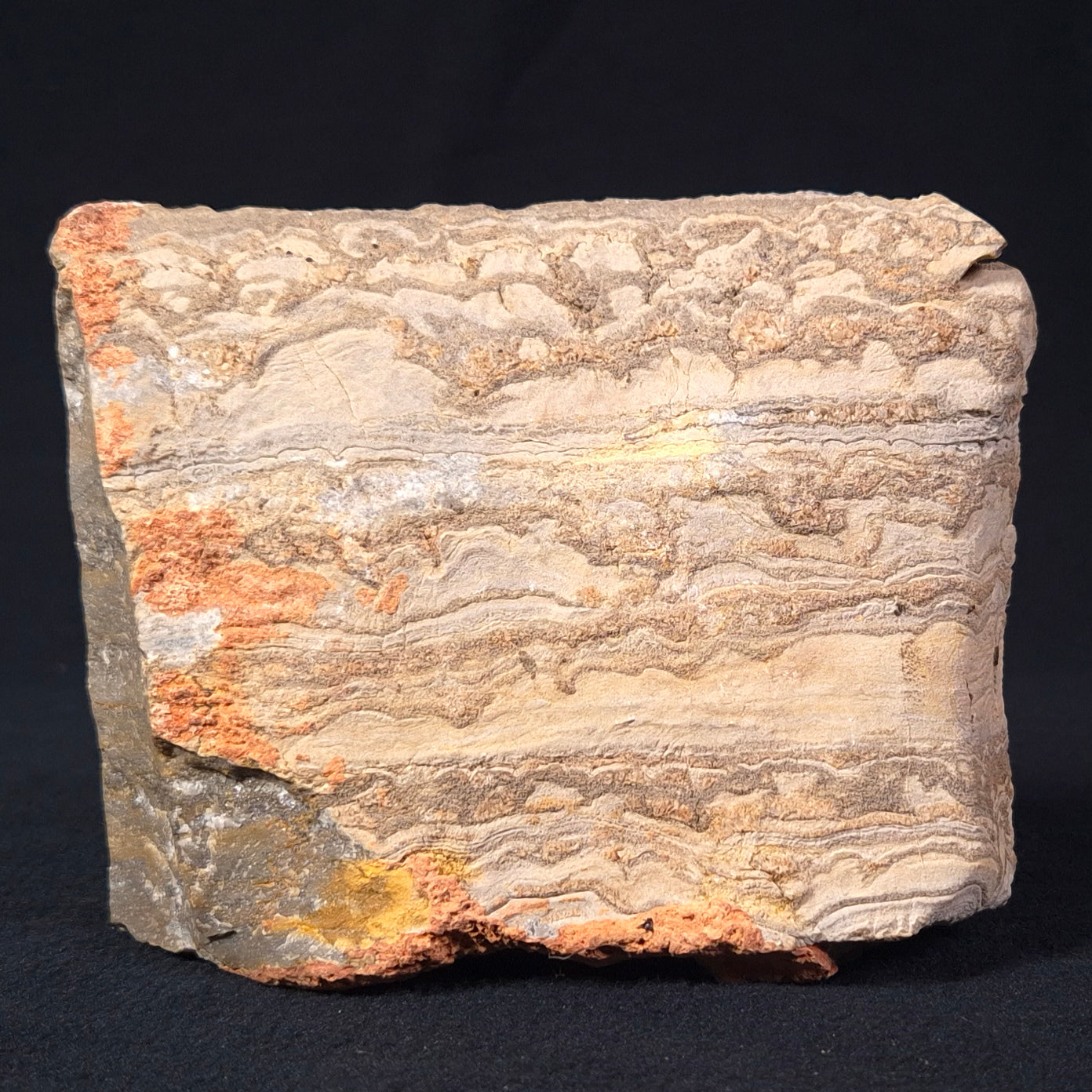 STROMATOLITE, Duck Creek, Lower Proterozoic, Australia ZDC001