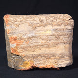 STROMATOLITE, Duck Creek, Lower Proterozoic, Australia ZDC001