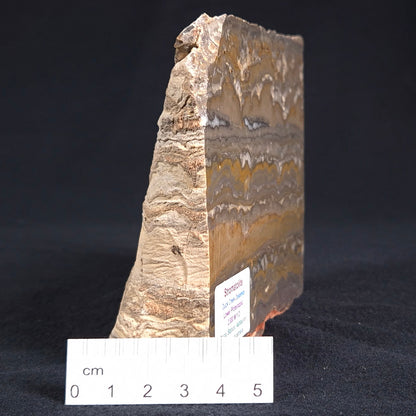 STROMATOLITE, Duck Creek, Lower Proterozoic, Australia ZDC001