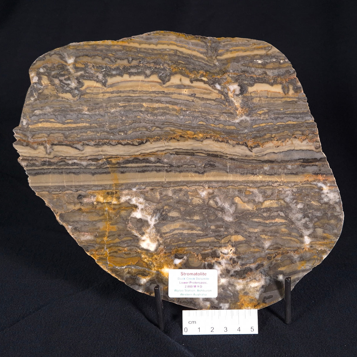 STROMATOLITE, Duck Creek, Lower Proterozoic, Australia ZDC002