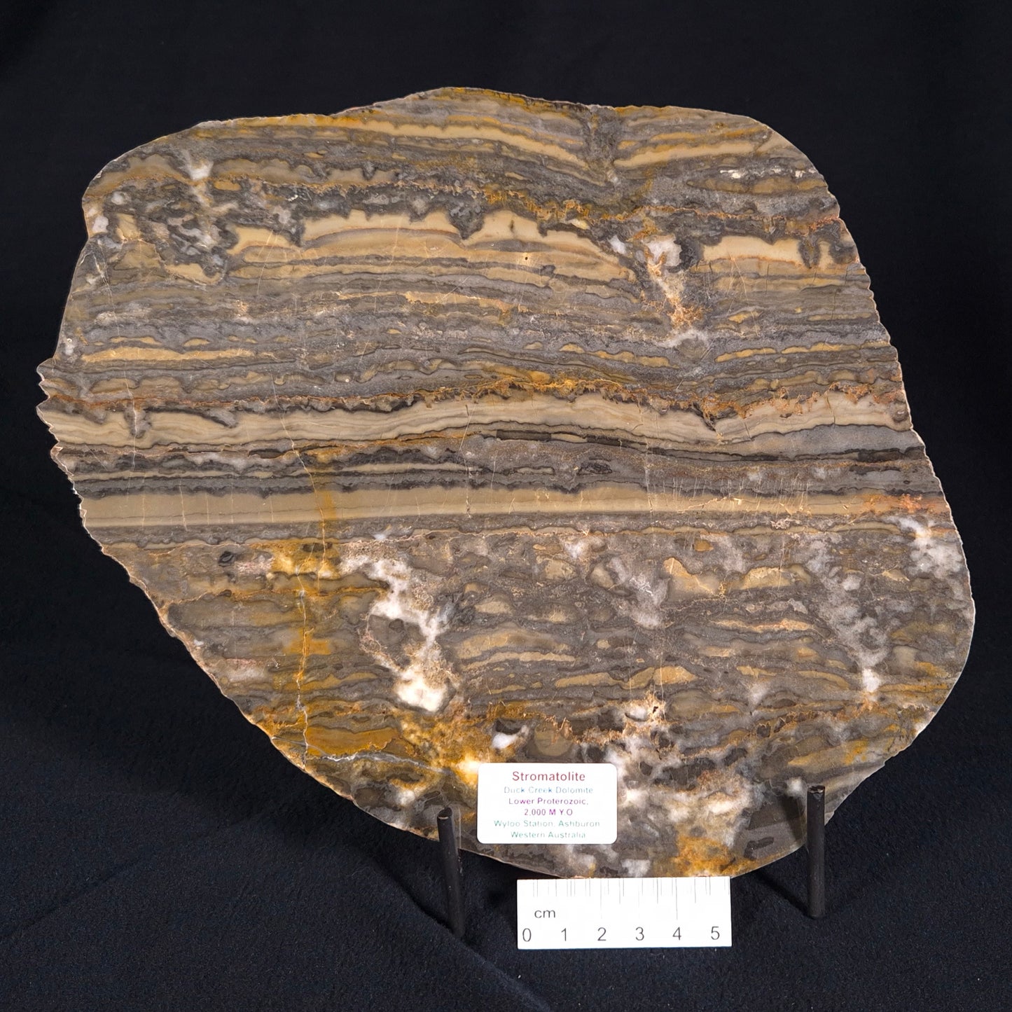 STROMATOLITE, Duck Creek, Lower Proterozoic, Australia ZDC002