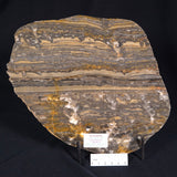 STROMATOLITE, Duck Creek, Lower Proterozoic, Australia ZDC002