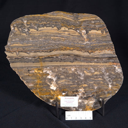 STROMATOLITE, Duck Creek, Lower Proterozoic, Australia ZDC002