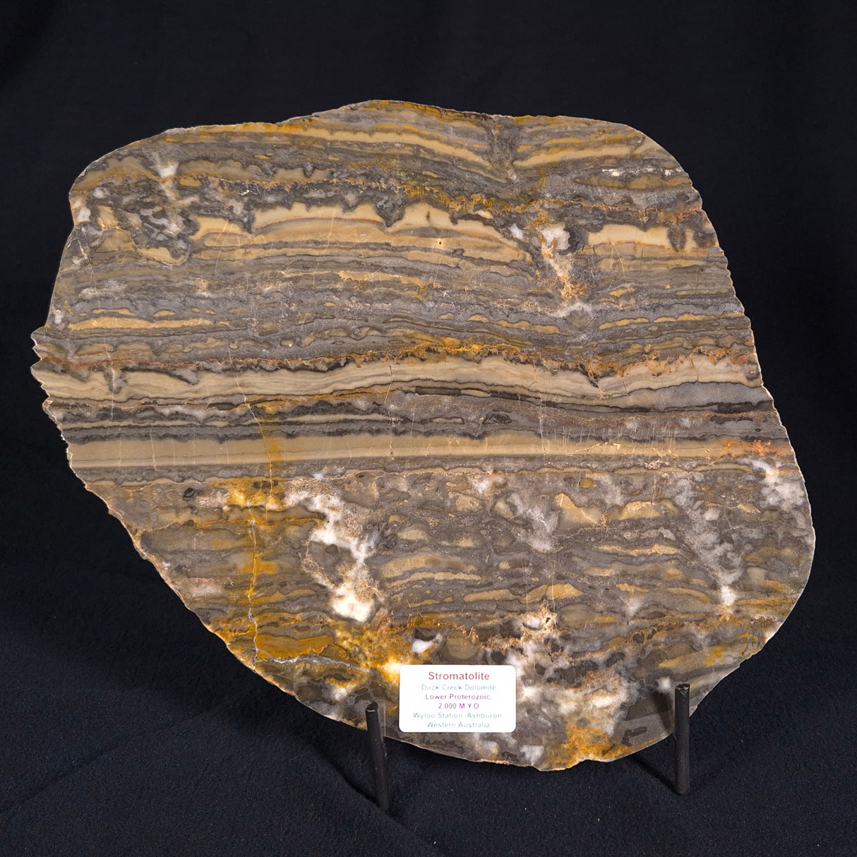 STROMATOLITE, Duck Creek, Lower Proterozoic, Australia ZDC002