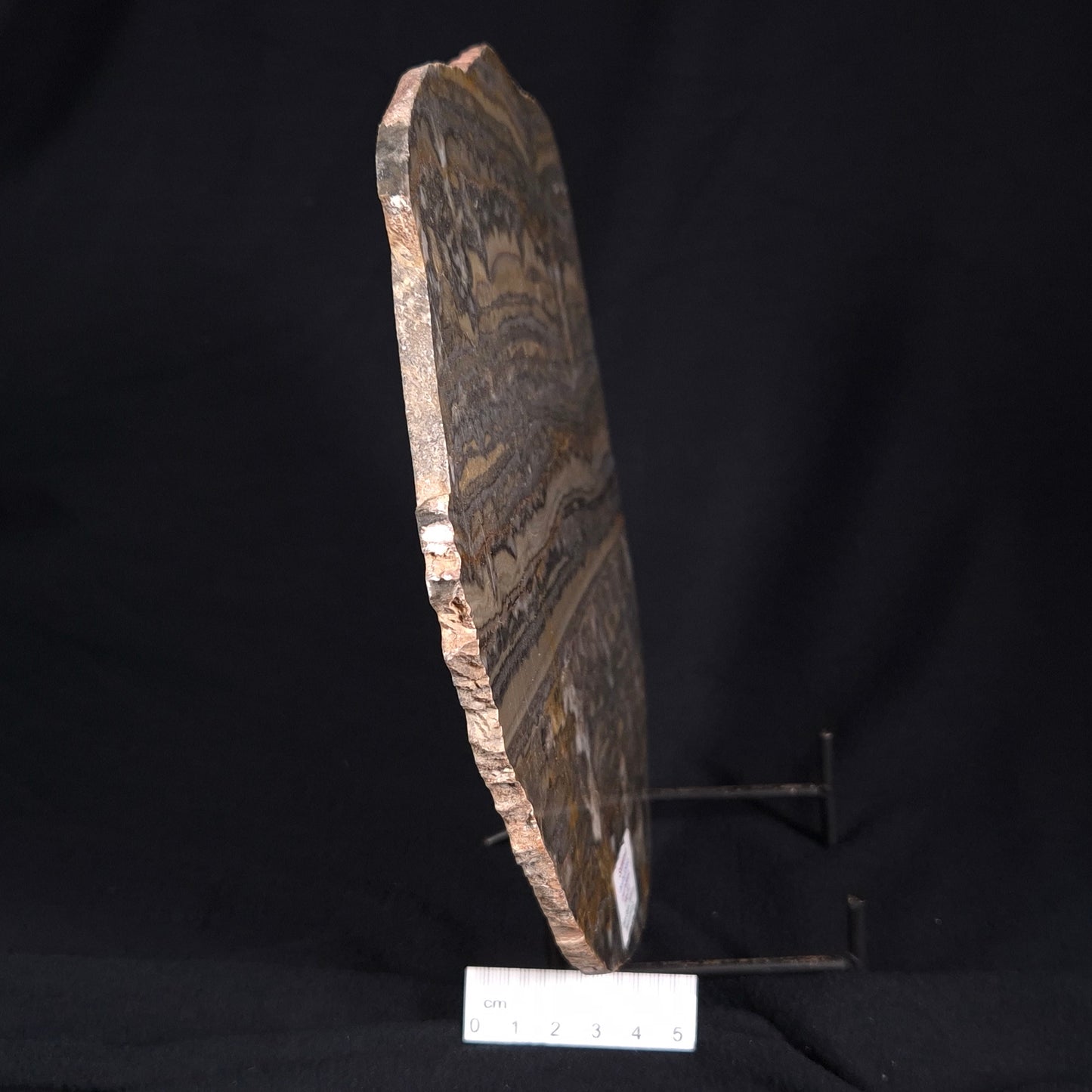STROMATOLITE, Duck Creek, Lower Proterozoic, Australia ZDC002