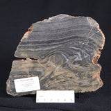 STROMATOLITE, Duck Creek, Lower Proterozoic, Australia ZDC004