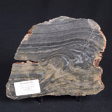 STROMATOLITE, Duck Creek, Lower Proterozoic, Australia ZDC004