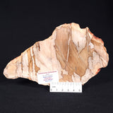 CAMOOWEAL DOLOSTONE CHERT MICROBIAL, Middle Cambrian, Australia ZCD001