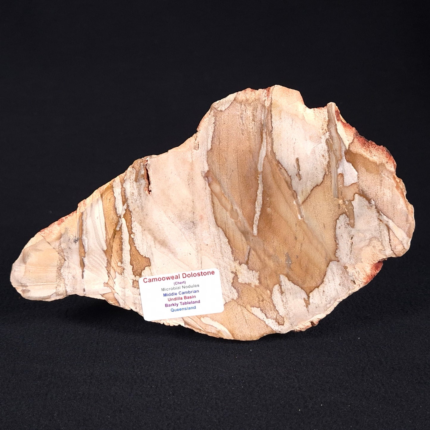 CAMOOWEAL DOLOSTONE CHERT MICROBIAL, Middle Cambrian, Australia ZCD001