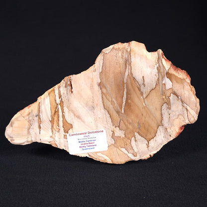 CAMOOWEAL DOLOSTONE CHERT MICROBIAL, Middle Cambrian, Australia ZCD001