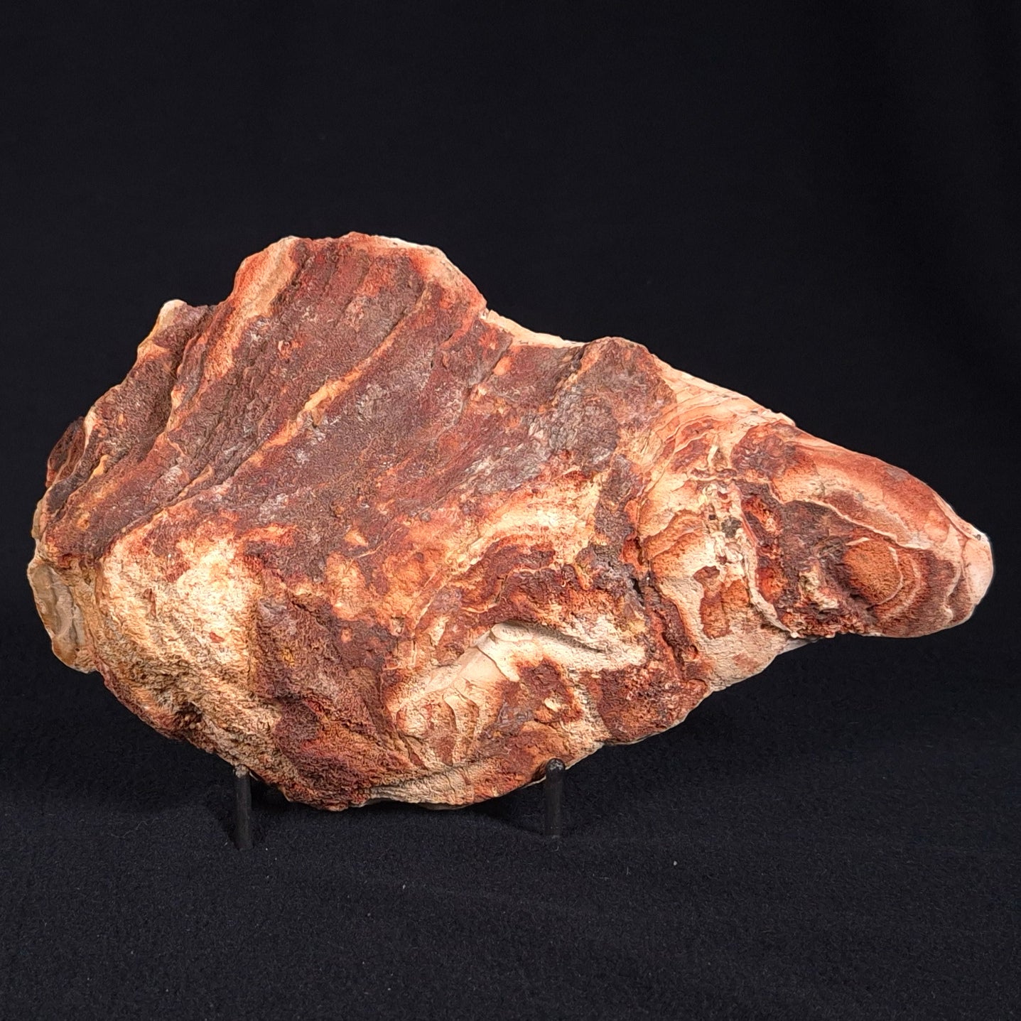 CAMOOWEAL DOLOSTONE CHERT MICROBIAL, Middle Cambrian, Australia ZCD001