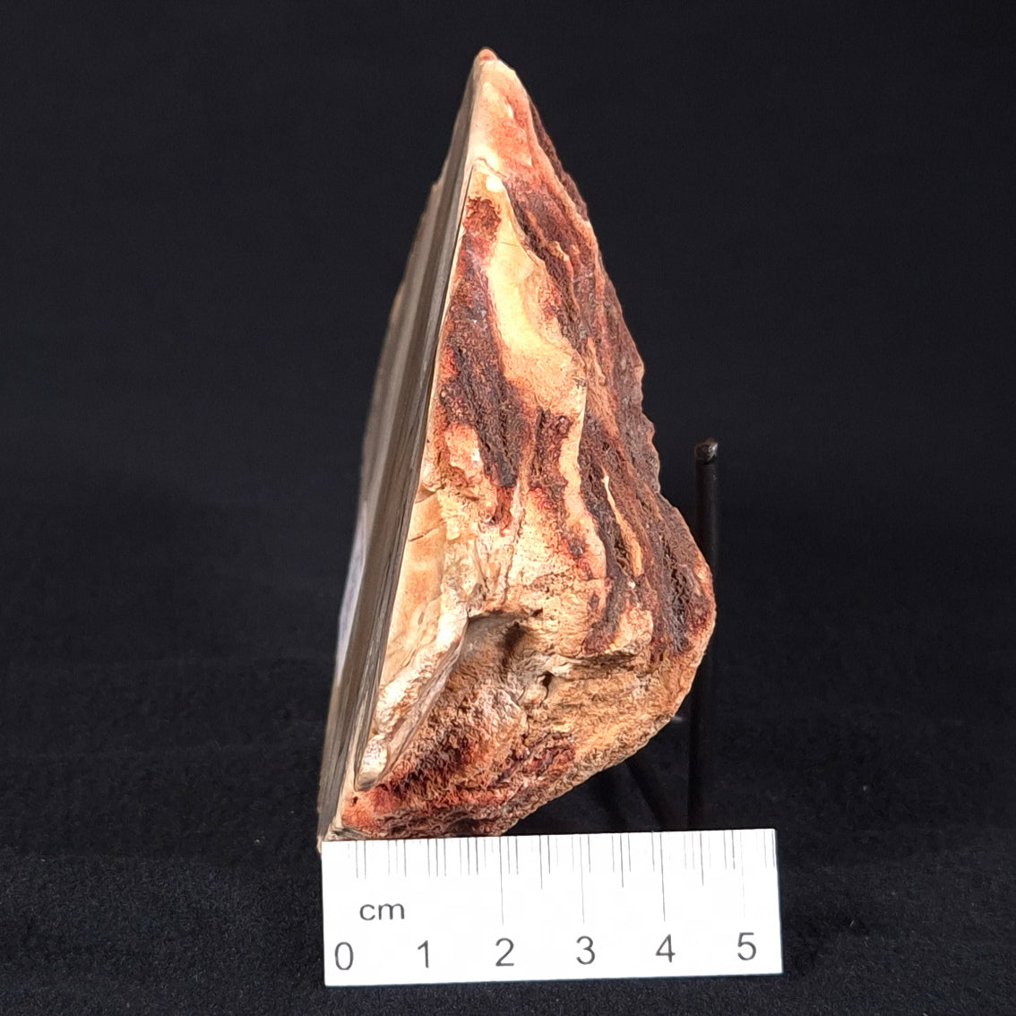 CAMOOWEAL DOLOSTONE CHERT MICROBIAL, Middle Cambrian, Australia ZCD001