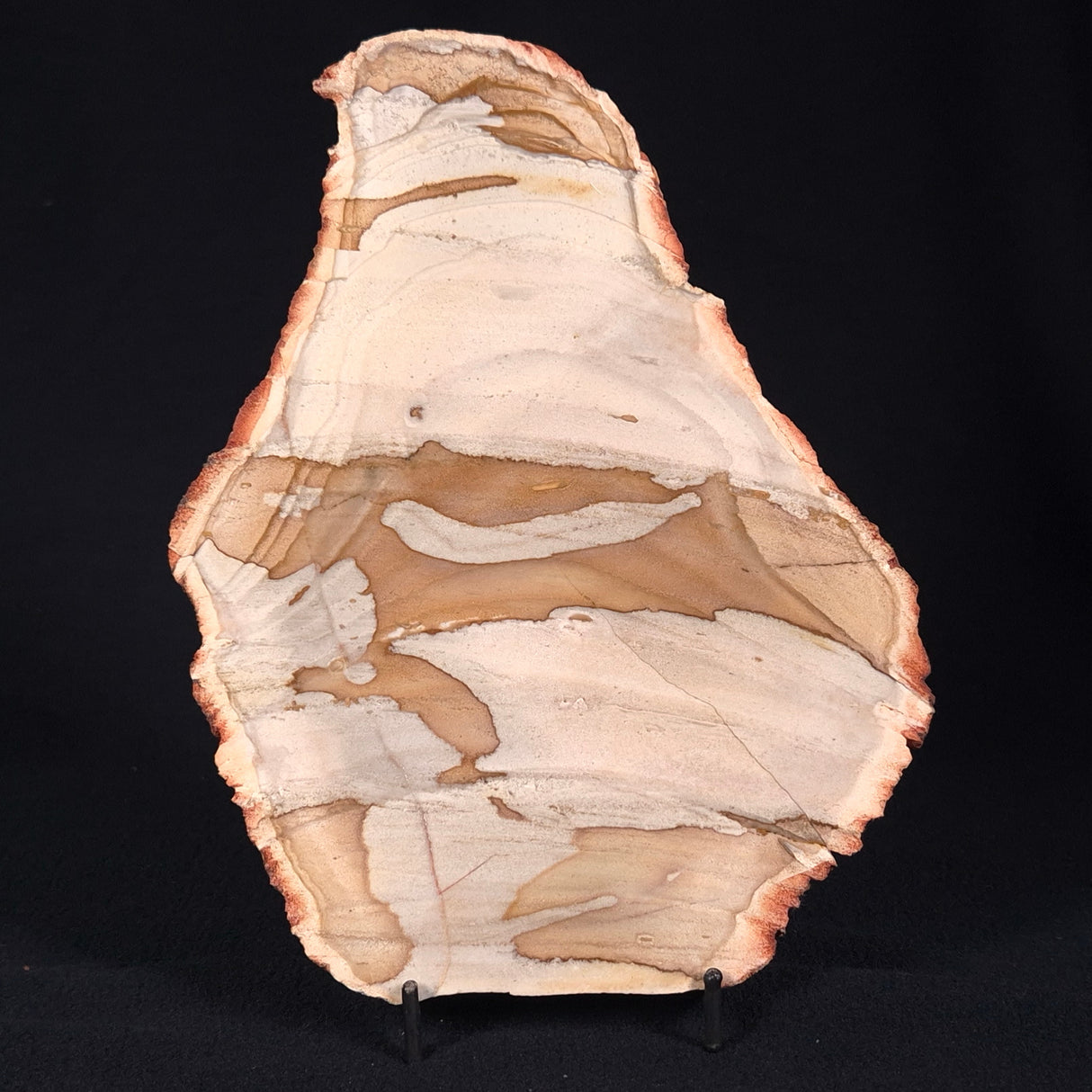 CAMOOWEAL DOLOSTONE CHERT MICROBIAL, Middle Cambrian, Australia ZCD003
