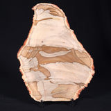 CAMOOWEAL DOLOSTONE CHERT MICROBIAL, Middle Cambrian, Australia ZCD003