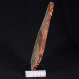 CAMOOWEAL DOLOSTONE CHERT MICROBIAL, Middle Cambrian, Australia ZCD003