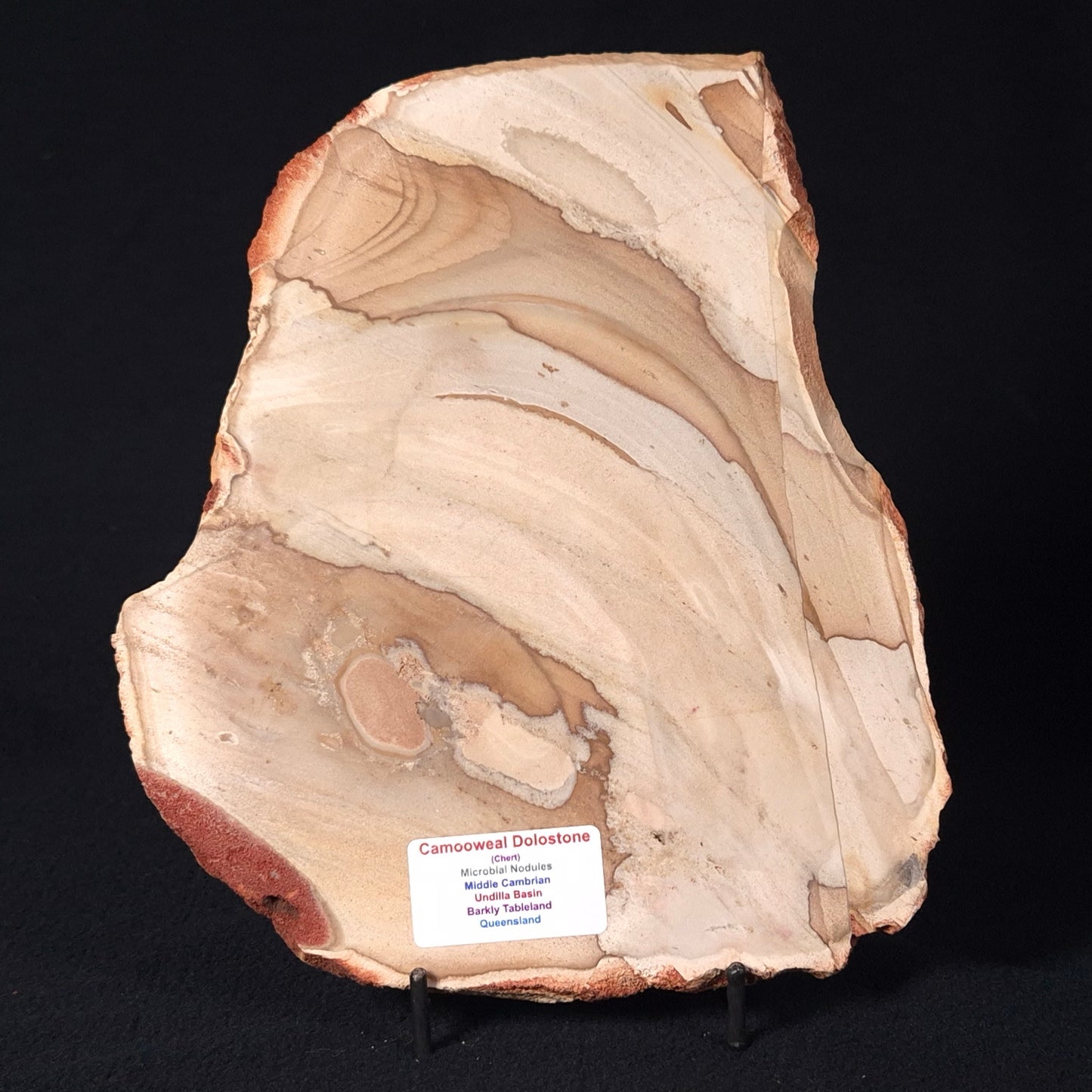 CAMOOWEAL DOLOSTONE CHERT MICROBIAL, Middle Cambrian, Australia ZCD004