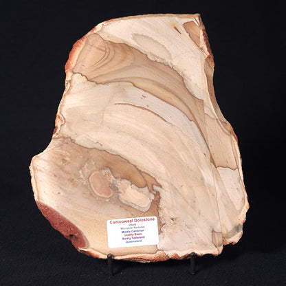 CAMOOWEAL DOLOSTONE CHERT MICROBIAL, Middle Cambrian, Australia ZCD004