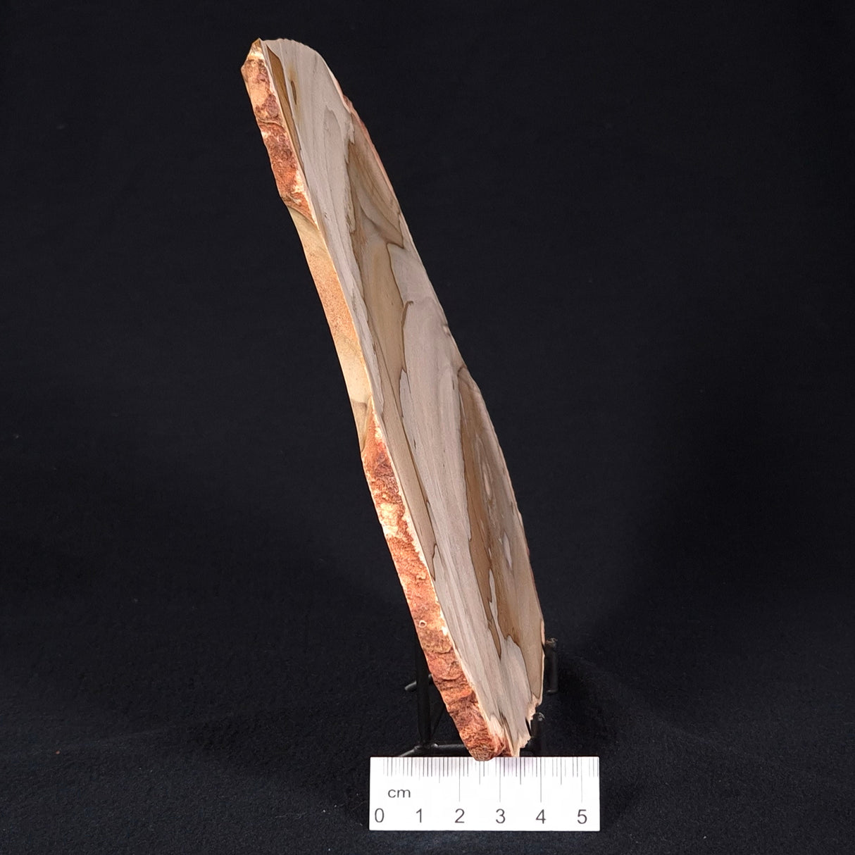 CAMOOWEAL DOLOSTONE CHERT MICROBIAL, Middle Cambrian, Australia ZCD004
