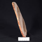 CAMOOWEAL DOLOSTONE CHERT MICROBIAL, Middle Cambrian, Australia ZCD004