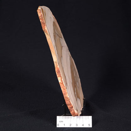 CAMOOWEAL DOLOSTONE CHERT MICROBIAL, Middle Cambrian, Australia ZCD004