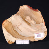 CAMOOWEAL DOLOSTONE CHERT MICROBIAL, Middle Cambrian, Australia ZCD005