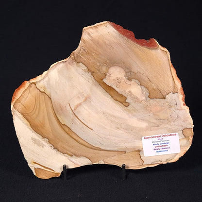 CAMOOWEAL DOLOSTONE CHERT MICROBIAL, Middle Cambrian, Australia ZCD005