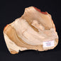 CAMOOWEAL DOLOSTONE CHERT MICROBIAL, Middle Cambrian, Australia ZCD005