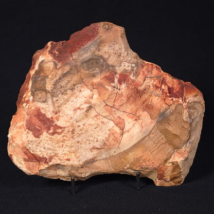 CAMOOWEAL DOLOSTONE CHERT MICROBIAL, Middle Cambrian, Australia ZCD005