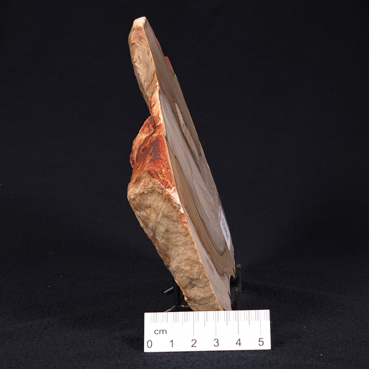 CAMOOWEAL DOLOSTONE CHERT MICROBIAL, Middle Cambrian, Australia ZCD005