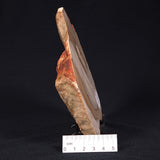 CAMOOWEAL DOLOSTONE CHERT MICROBIAL, Middle Cambrian, Australia ZCD005
