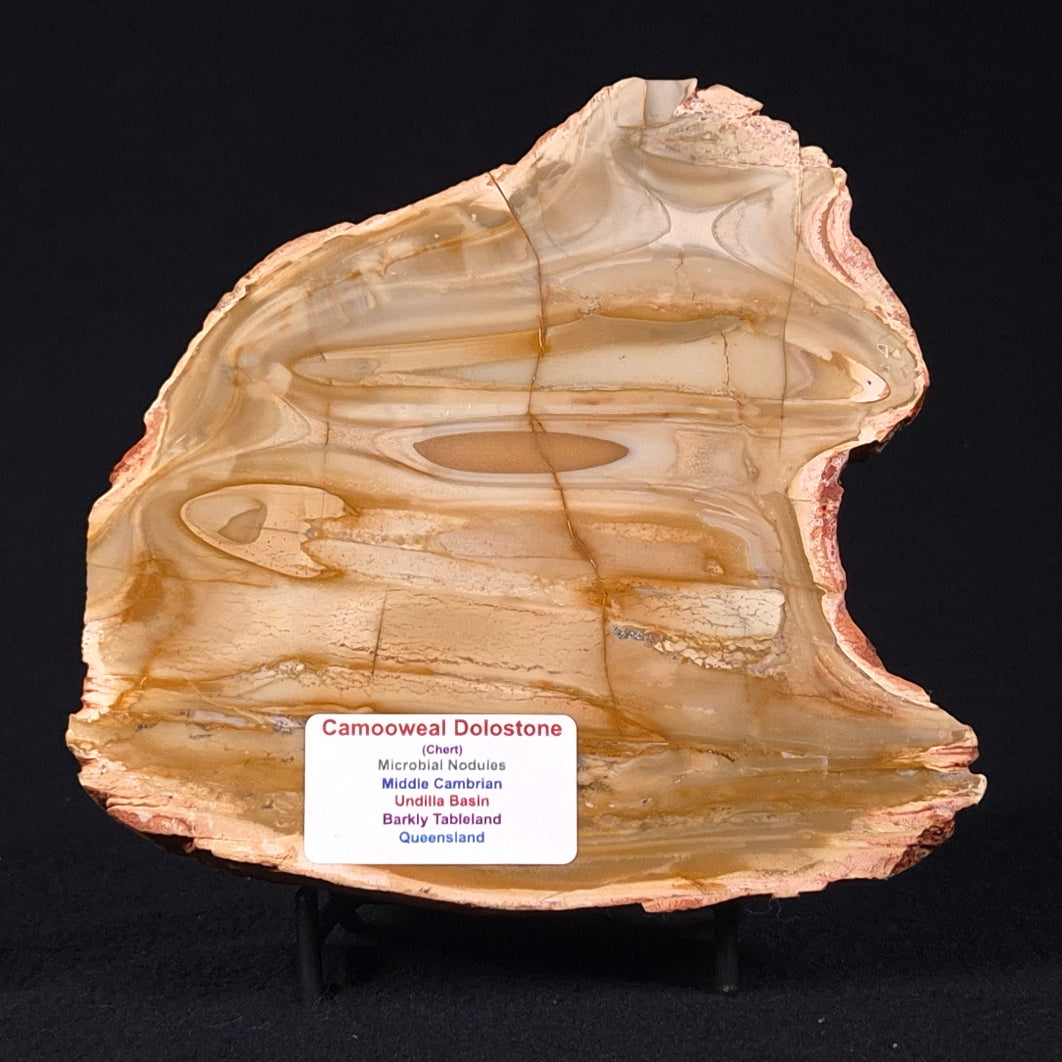 CAMOOWEAL DOLOSTONE CHERT MICROBIAL, Middle Cambrian, Australia ZCD006