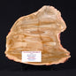 CAMOOWEAL DOLOSTONE CHERT MICROBIAL, Middle Cambrian, Australia ZCD006