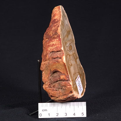 CAMOOWEAL DOLOSTONE CHERT MICROBIAL, Middle Cambrian, Australia ZCD006