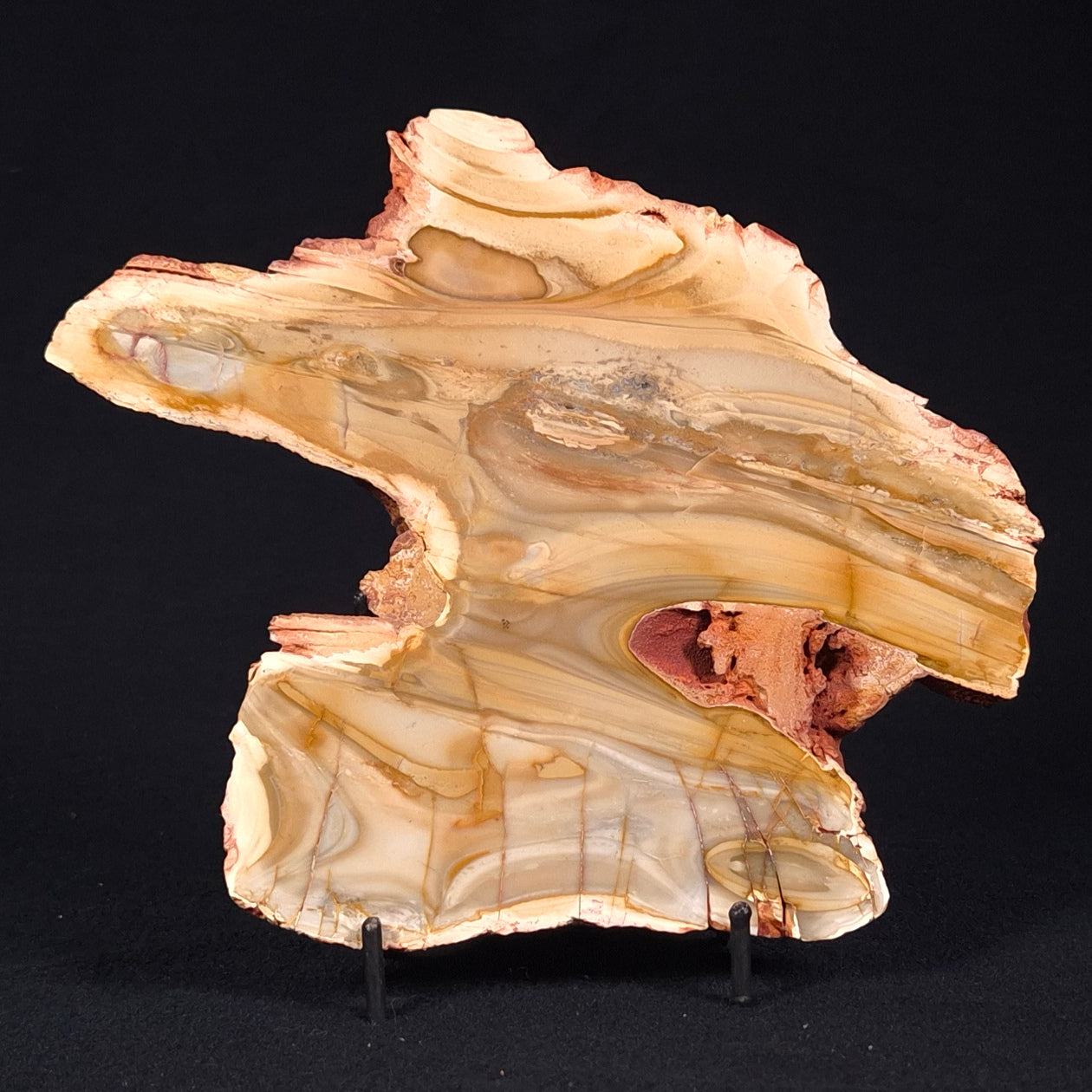 CAMOOWEAL DOLOSTONE CHERT MICROBIAL, Middle Cambrian, Australia ZCD007