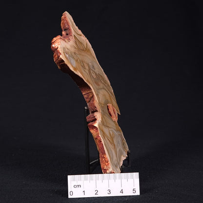 CAMOOWEAL DOLOSTONE CHERT MICROBIAL, Middle Cambrian, Australia ZCD007
