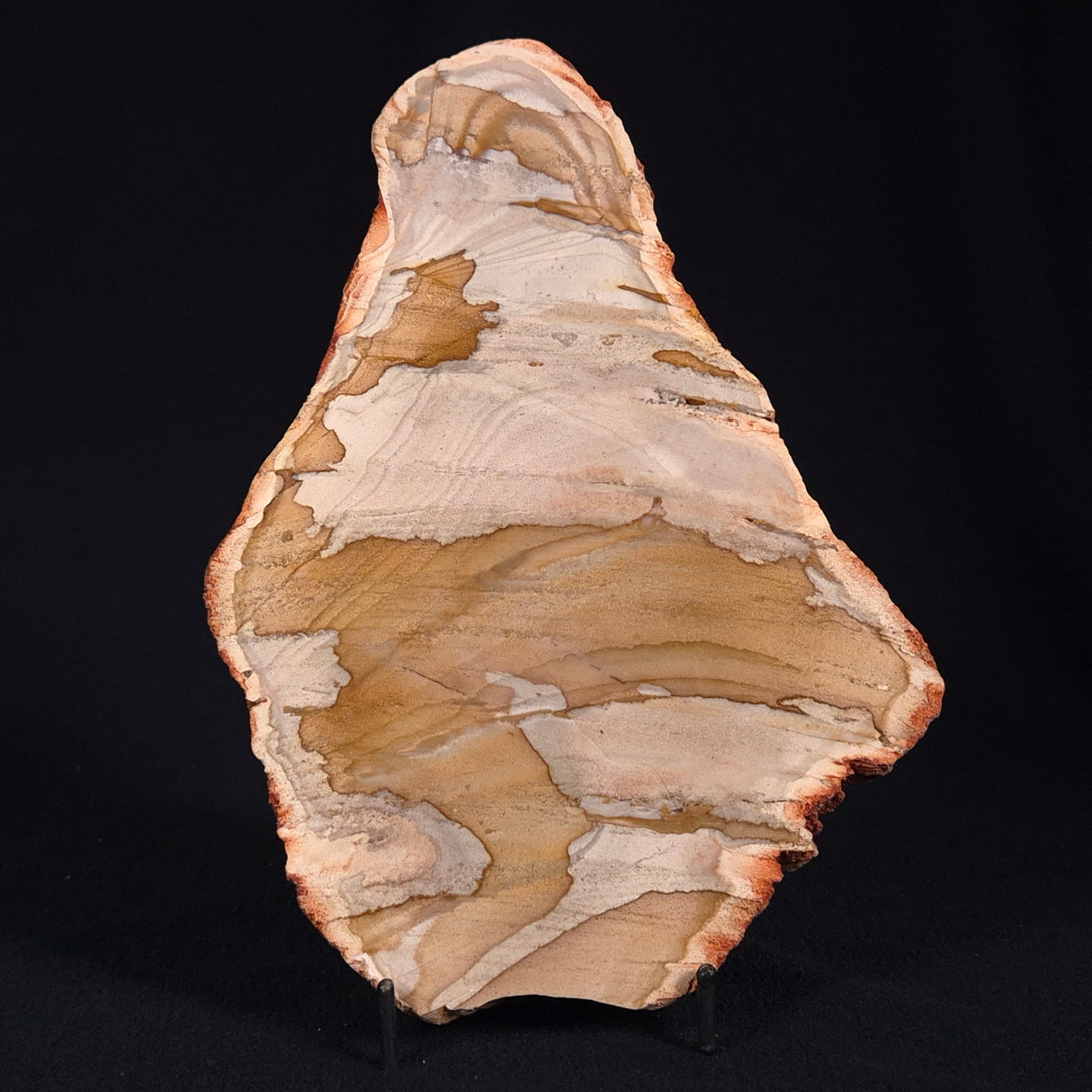 CAMOOWEAL DOLOSTONE CHERT MICROBIAL, Middle Cambrian, Australia ZCD008