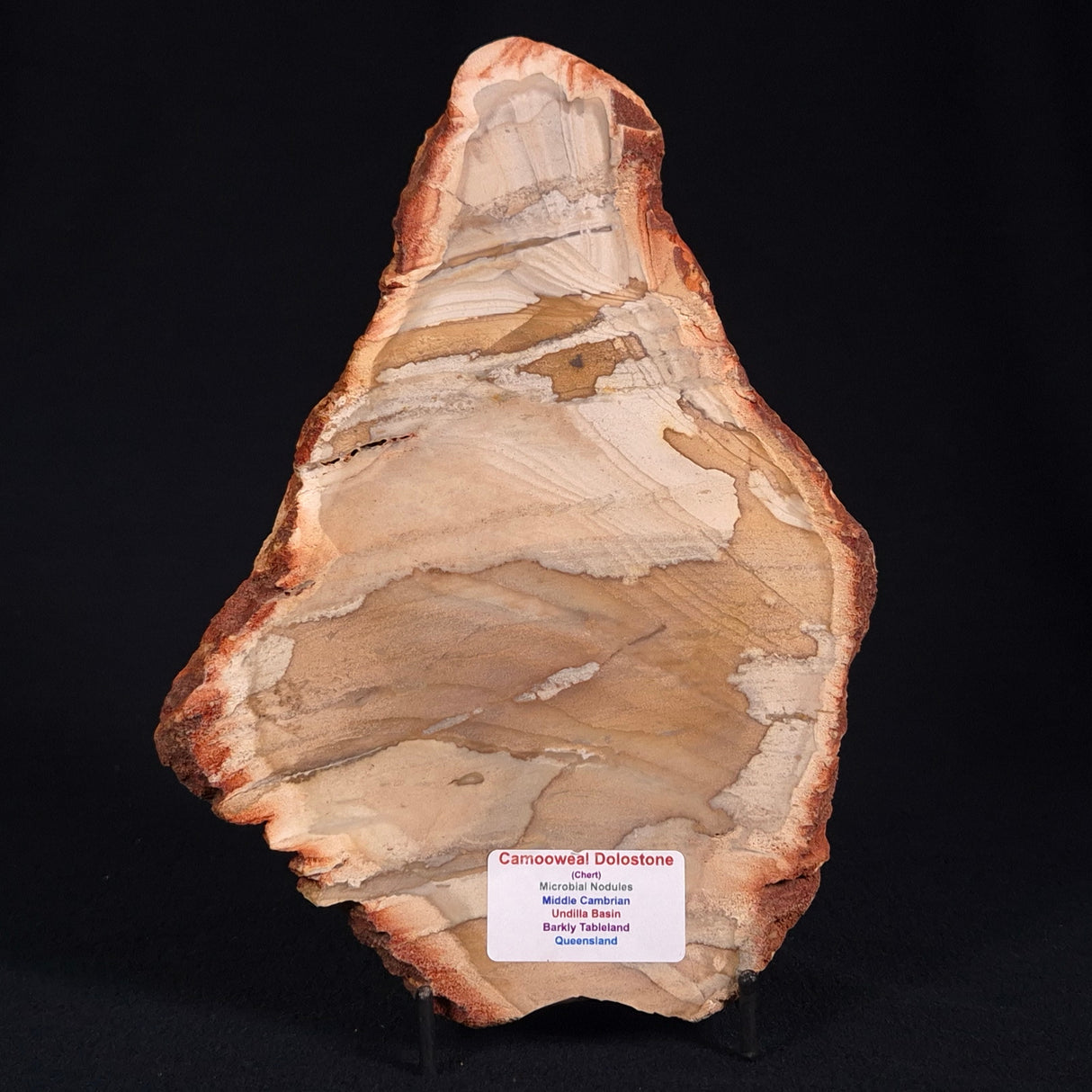 CAMOOWEAL DOLOSTONE CHERT MICROBIAL, Middle Cambrian, Australia ZCD008