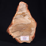 CAMOOWEAL DOLOSTONE CHERT MICROBIAL, Middle Cambrian, Australia ZCD008