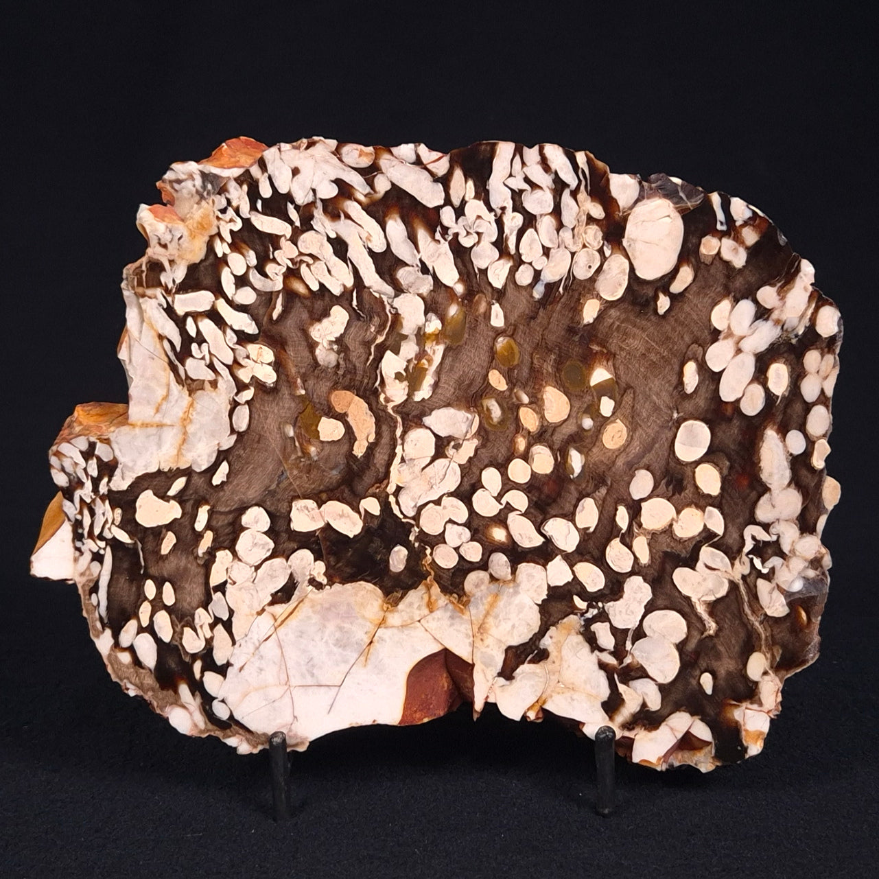 PEANUT WOOD PETRIFIED WOOD, Cretaceous, Australia ZPW001