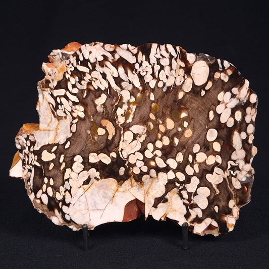 PEANUT WOOD PETRIFIED WOOD, Cretaceous, Australia ZPW001