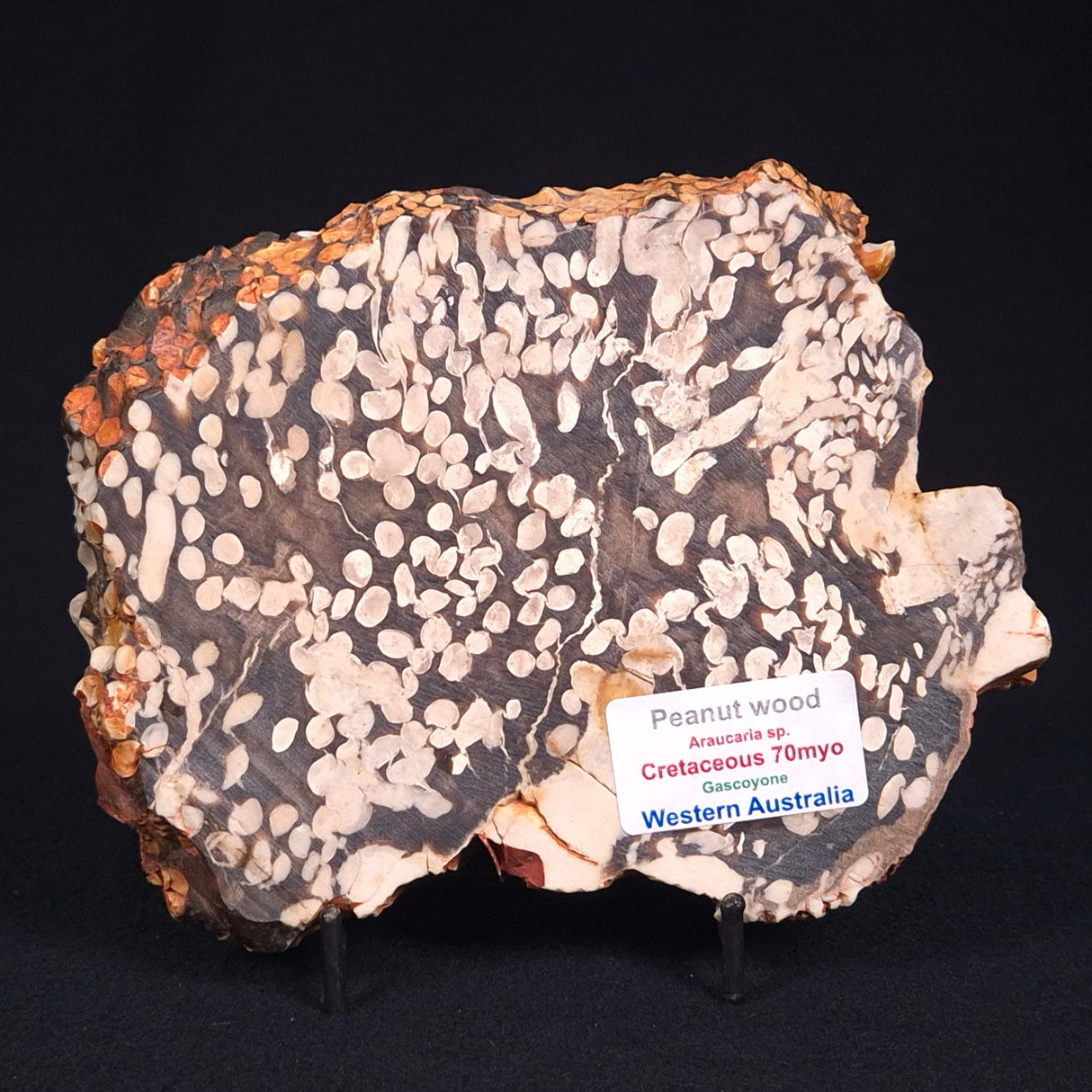 PEANUT WOOD PETRIFIED WOOD, Cretaceous, Australia ZPW001
