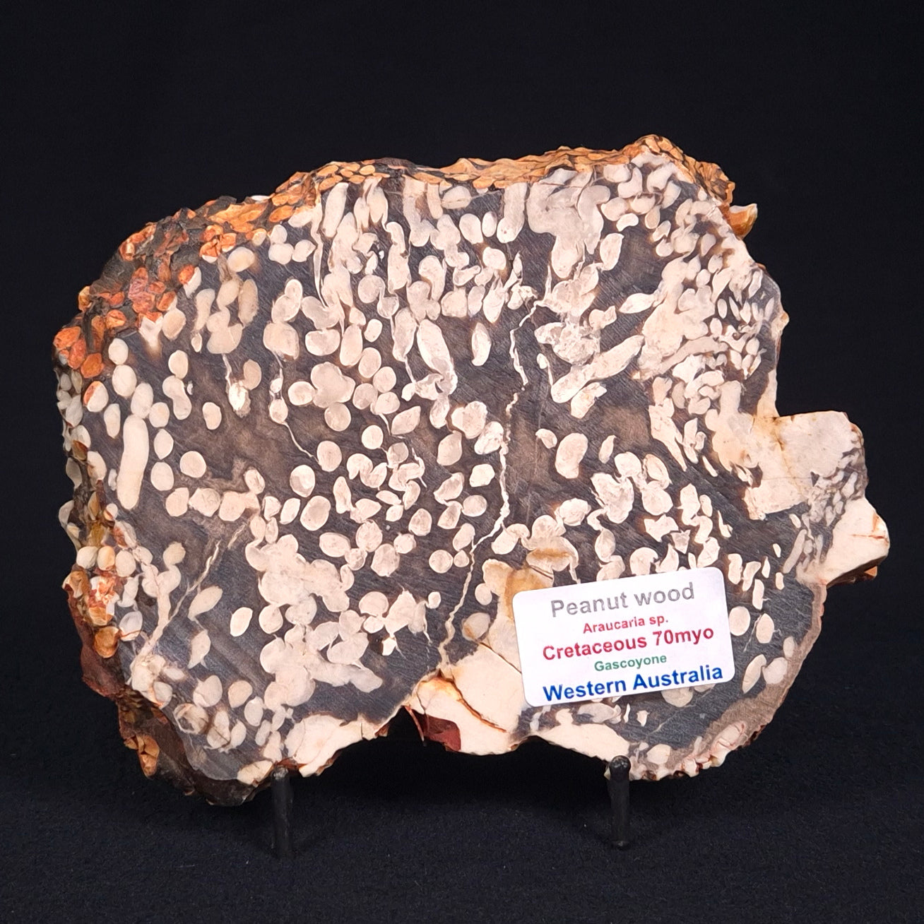 PEANUT WOOD PETRIFIED WOOD, Cretaceous, Australia ZPW001