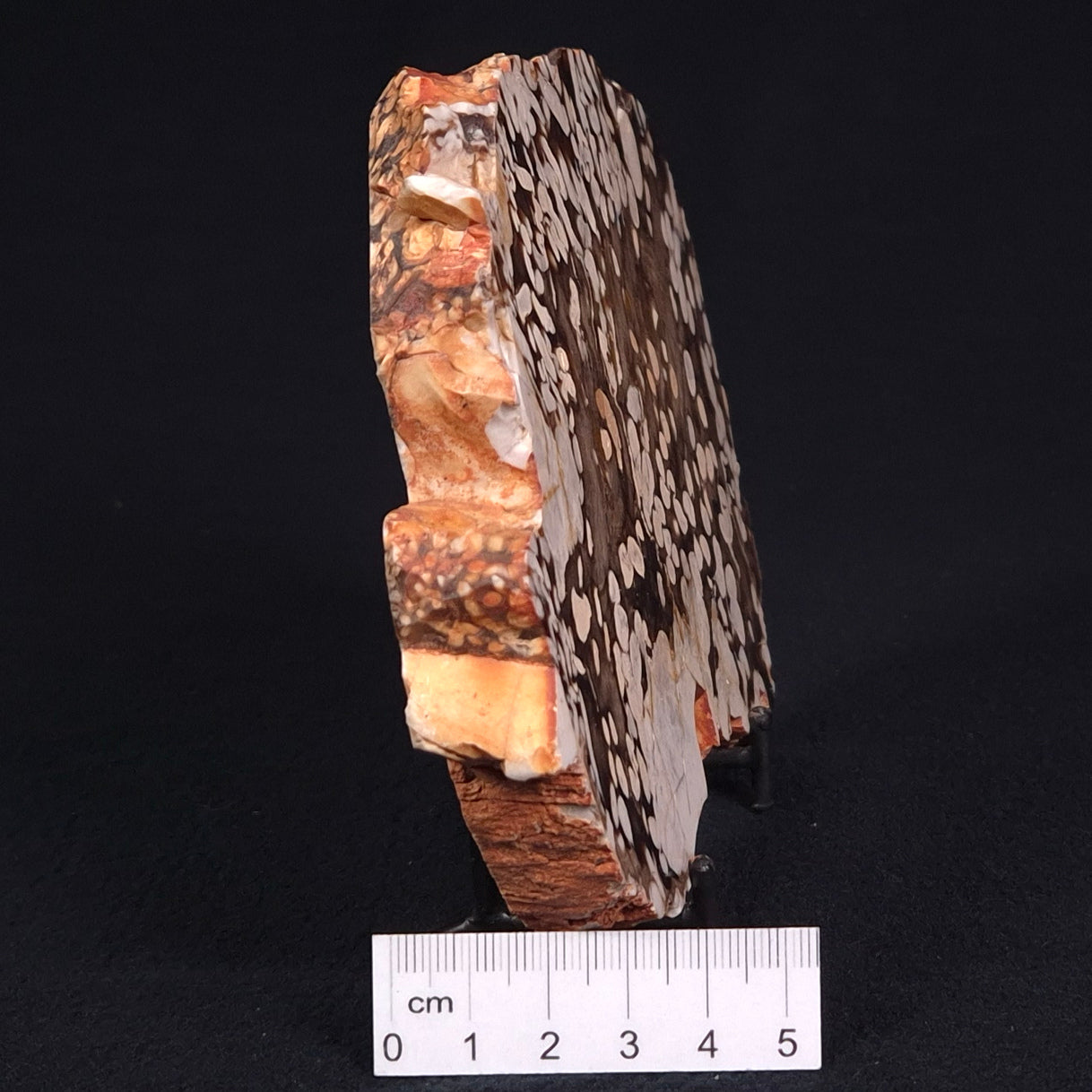 PEANUT WOOD PETRIFIED WOOD, Cretaceous, Australia ZPW001