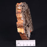 PEANUT WOOD PETRIFIED WOOD, Cretaceous, Australia ZPW001
