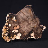 PEANUT WOOD PETRIFIED WOOD, Cretaceous, Australia ZPW002